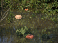 Pumpkins float on floodwaters as the wave reaches the outskirts of Wroclaw, Poland, on September 18, 2024. The government outlines a reconst...