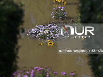 Flowers are submerged by floodwaters as the flood reaches the outskirts of Wroclaw, Poland, on September 18, 2024. The government outlines a...