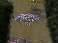 Flowers are submerged by floodwaters as the flood reaches the outskirts of Wroclaw, Poland, on September 18, 2024. The government outlines a...