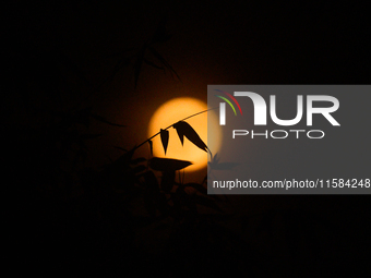 A view of the harvest moon in Tehatta, India, on September 18, 2024 (