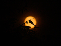 A view of the harvest moon in Tehatta, India, on September 18, 2024 (