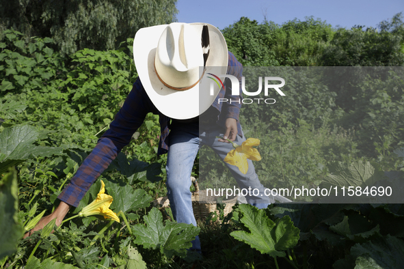 Enrique Ortega Padron, originally from the Tlahuac municipality in Mexico City, cuts squash blossoms on a plot of land located on the limits...