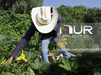 Enrique Ortega Padron, originally from the Tlahuac municipality in Mexico City, cuts squash blossoms on a plot of land located on the limits...