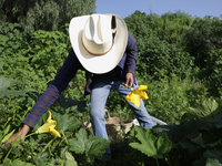 Enrique Ortega Padron, originally from the Tlahuac municipality in Mexico City, cuts squash blossoms on a plot of land located on the limits...