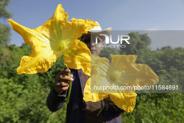 Enrique Ortega Padron, a native of the Tlahuac municipality in Mexico City, shows the squash blossoms he cuts on September 18, 2024, in a pl...