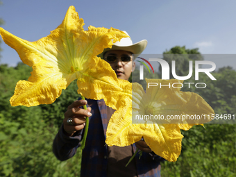 Enrique Ortega Padron, a native of the Tlahuac municipality in Mexico City, shows the squash blossoms he cuts on September 18, 2024, in a pl...