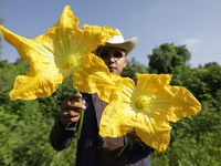 Enrique Ortega Padron, a native of the Tlahuac municipality in Mexico City, shows the squash blossoms he cuts on September 18, 2024, in a pl...