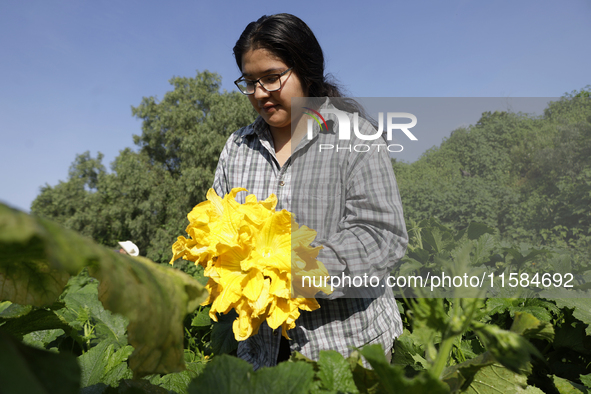 Mitzi Ortega Padron, a native of the Tlahuac municipality in Mexico City, cuts squash blossoms on a plot of land located on the limits of th...