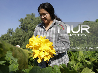 Mitzi Ortega Padron, a native of the Tlahuac municipality in Mexico City, cuts squash blossoms on a plot of land located on the limits of th...