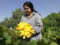 Mitzi Ortega Padron, a native of the Tlahuac municipality in Mexico City, cuts squash blossoms on a plot of land located on the limits of th...