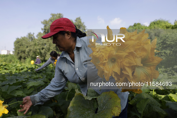 Lucia Padron, a native of the Tlahuac municipality in Mexico City, cuts squash blossoms in a plot of land located on the limits of the munic...