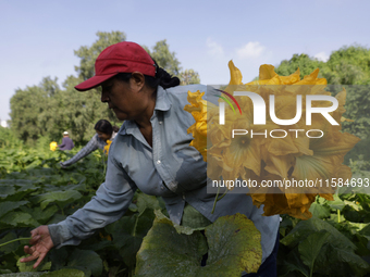 Lucia Padron, a native of the Tlahuac municipality in Mexico City, cuts squash blossoms in a plot of land located on the limits of the munic...