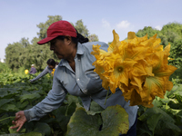 Lucia Padron, a native of the Tlahuac municipality in Mexico City, cuts squash blossoms in a plot of land located on the limits of the munic...