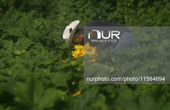 Enrique Ortega Padron, originally from the Tlahuac municipality in Mexico City, cuts squash blossoms on a plot of land located on the limits...