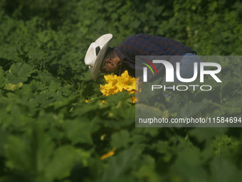 Enrique Ortega Padron, originally from the Tlahuac municipality in Mexico City, cuts squash blossoms on a plot of land located on the limits...