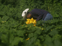 Enrique Ortega Padron, originally from the Tlahuac municipality in Mexico City, cuts squash blossoms on a plot of land located on the limits...