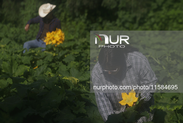 Mitzi and Enrique Ortega Padron, natives of the Tlahuac municipality in Mexico City, cut squash blossoms on a plot of land located on the li...