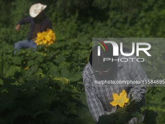 Mitzi and Enrique Ortega Padron, natives of the Tlahuac municipality in Mexico City, cut squash blossoms on a plot of land located on the li...