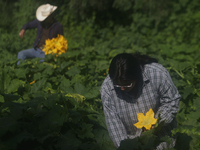 Mitzi and Enrique Ortega Padron, natives of the Tlahuac municipality in Mexico City, cut squash blossoms on a plot of land located on the li...