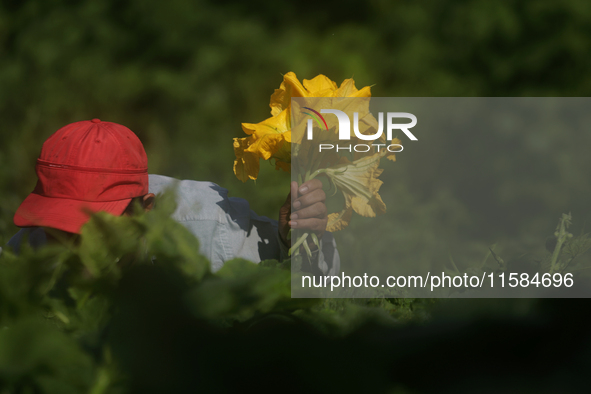 Lucia Padron, a native of the Tlahuac municipality in Mexico City, cuts squash blossoms in a plot of land located on the limits of the munic...