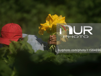 Lucia Padron, a native of the Tlahuac municipality in Mexico City, cuts squash blossoms in a plot of land located on the limits of the munic...