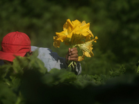 Lucia Padron, a native of the Tlahuac municipality in Mexico City, cuts squash blossoms in a plot of land located on the limits of the munic...