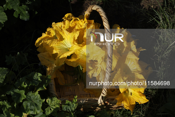 View of squash blossoms cut by the Ortega Padron family in the Tlahuac municipality in Mexico City, Mexico, on September 18, 2024, on a plot...