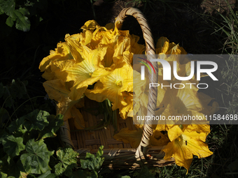 View of squash blossoms cut by the Ortega Padron family in the Tlahuac municipality in Mexico City, Mexico, on September 18, 2024, on a plot...