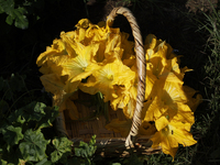 View of squash blossoms cut by the Ortega Padron family in the Tlahuac municipality in Mexico City, Mexico, on September 18, 2024, on a plot...