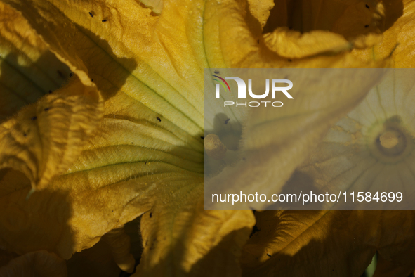 View of squash blossoms cut by the Ortega Padron family in the Tlahuac municipality in Mexico City, Mexico, on September 18, 2024, on a plot...