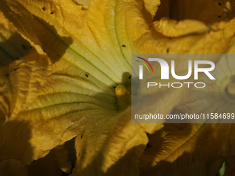 View of squash blossoms cut by the Ortega Padron family in the Tlahuac municipality in Mexico City, Mexico, on September 18, 2024, on a plot...