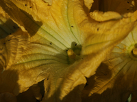 View of squash blossoms cut by the Ortega Padron family in the Tlahuac municipality in Mexico City, Mexico, on September 18, 2024, on a plot...