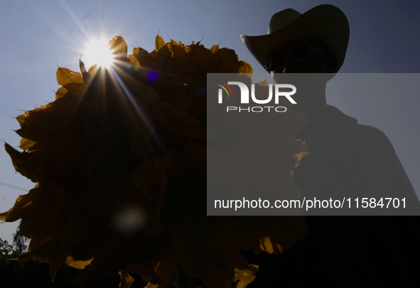 Enrique Ortega Padron, a native of the Tlahuac municipality in Mexico City, shows the squash blossoms he cuts on September 18, 2024, in a pl...