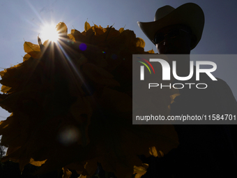 Enrique Ortega Padron, a native of the Tlahuac municipality in Mexico City, shows the squash blossoms he cuts on September 18, 2024, in a pl...