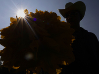 Enrique Ortega Padron, a native of the Tlahuac municipality in Mexico City, shows the squash blossoms he cuts on September 18, 2024, in a pl...