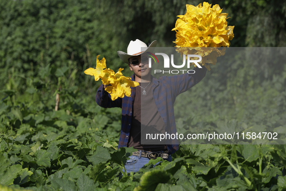 Enrique Ortega Padron, originally from the Tlahuac municipality in Mexico City, cuts squash blossoms on a plot of land located on the limits...