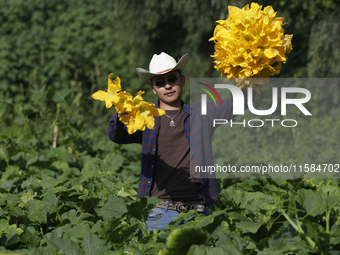 Enrique Ortega Padron, originally from the Tlahuac municipality in Mexico City, cuts squash blossoms on a plot of land located on the limits...