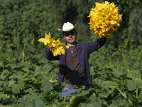 Enrique Ortega Padron, originally from the Tlahuac municipality in Mexico City, cuts squash blossoms on a plot of land located on the limits...