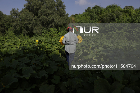 Lucia Padron, a native of the Tlahuac municipality in Mexico City, cuts squash blossoms in a plot of land located on the limits of the munic...