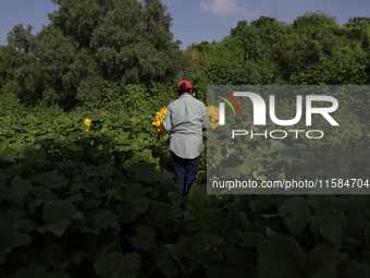 Lucia Padron, a native of the Tlahuac municipality in Mexico City, cuts squash blossoms in a plot of land located on the limits of the munic...