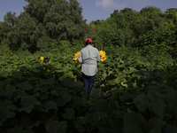 Lucia Padron, a native of the Tlahuac municipality in Mexico City, cuts squash blossoms in a plot of land located on the limits of the munic...