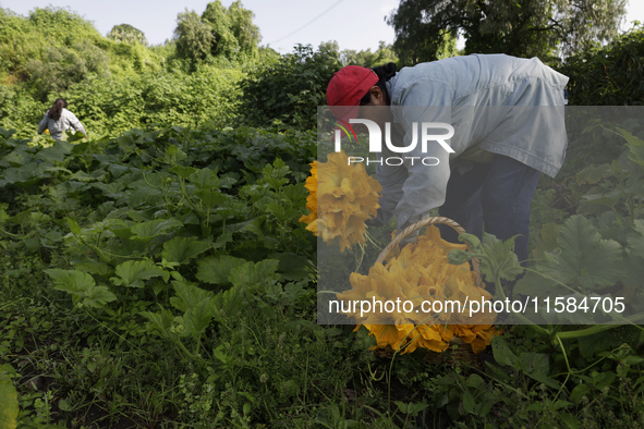 Lucia Padron, a native of the Tlahuac district in Mexico City, loads squash blossoms on a plot of land located on the edge of the district t...