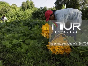 Lucia Padron, a native of the Tlahuac district in Mexico City, loads squash blossoms on a plot of land located on the edge of the district t...