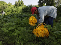 Lucia Padron, a native of the Tlahuac district in Mexico City, loads squash blossoms on a plot of land located on the edge of the district t...