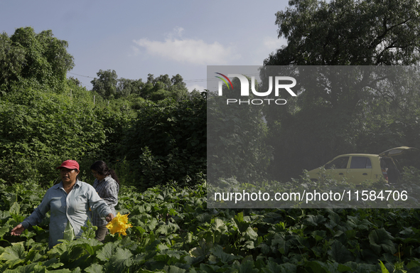 Lucia Padron, a native of the Tlahuac municipality in Mexico City, cuts squash blossoms in a plot of land located on the limits of the munic...