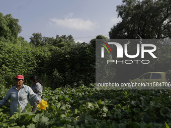 Lucia Padron, a native of the Tlahuac municipality in Mexico City, cuts squash blossoms in a plot of land located on the limits of the munic...