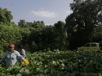 Lucia Padron, a native of the Tlahuac municipality in Mexico City, cuts squash blossoms in a plot of land located on the limits of the munic...