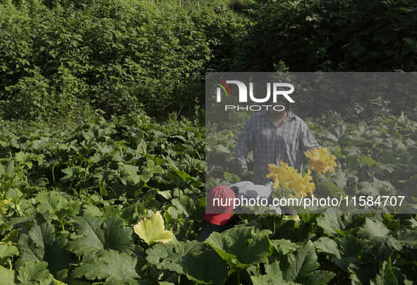 Lucia Padron and Mitzi Ortega Padron, natives of the Tlahuac municipality in Mexico City, cut squash blossoms on a plot of land located on t...