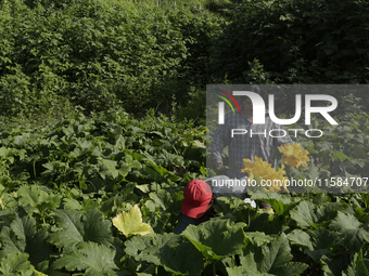 Lucia Padron and Mitzi Ortega Padron, natives of the Tlahuac municipality in Mexico City, cut squash blossoms on a plot of land located on t...