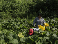 Lucia Padron and Mitzi Ortega Padron, natives of the Tlahuac municipality in Mexico City, cut squash blossoms on a plot of land located on t...